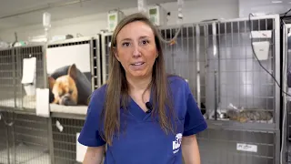 Hospitalización veterinaria en el Hospital Veterinario SOS Animal