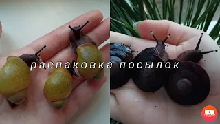 Распаковка новых улиток🐌Архахатины/Древесники 🌿