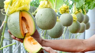 Growing specialty melons, super delicious melons on the balcony, the unexpected happened