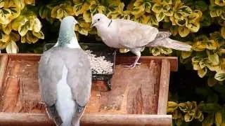 Collared Dove & Wood Pigeon