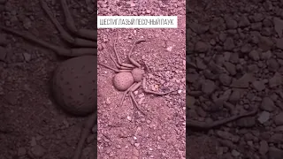 One of the most dangerous creatures on the planet. Six-Eyed Sand Spider