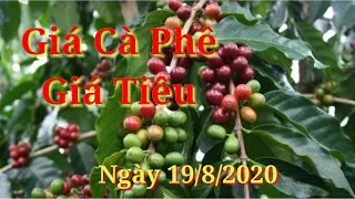 Giá cà phê hôm nay, giá tiêu ngày 19/8/2020.cà phê tăng bất ngờ - Cao Hiếu Vlog