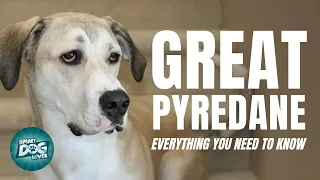 Great Pyredane Dog Breed Information | Dogs 101 - Great Pyredane