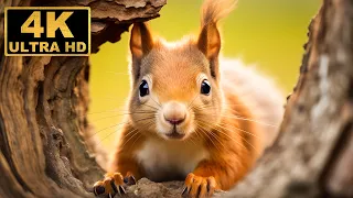 Baby Animals 4K (60FPS) Ultra HD - Top 50 Cute Animals in With Relaxing Music (Colorfully Dynamic)