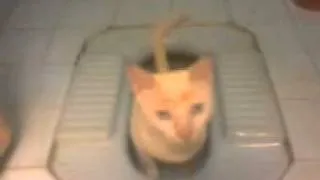 amezing cat in bathroom.mp4