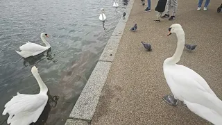 Day 4 in London (Part Two): Swans at Kensington Palace