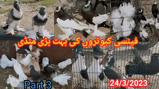 Fancy Kabootar Market | Latest Update Fancy Pigeon Market Kallar Syedan Rawalpindi | 24/3/2023 !