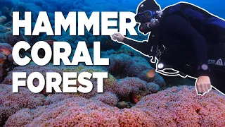 Discovering MASSIVE Coral Colonies Diving In Indonesia