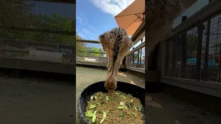 Ostrich Chick Denny