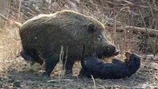 OBUKA LOVAČKI PASA NA DIVLJU SVINJU GATER.2022.