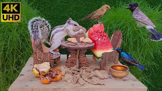 Cat Tv For Cats To Watch Birds And Squirrels Picnic Party - Video For Cats To Enjoy - 4k Cat Tv