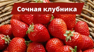 СОЧНАЯ КЛУБНИКА ВЕДРАМИ | Простые правила роста