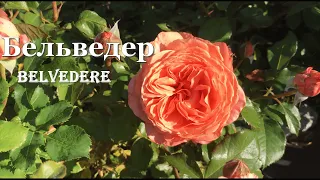 Роза Бельведер / Belvedere - видео/карта. Питомник 🌹 и 🌲 Е. Иващенко