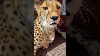 The cheetah purrs very loudly😍