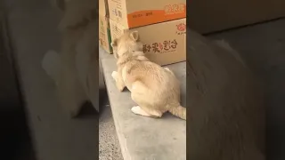 Не спать на  посту!!!😂#топ #dog