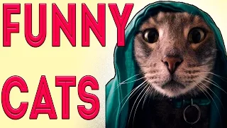 Funny Cats Compilation 2016 Best Funny Cat Video