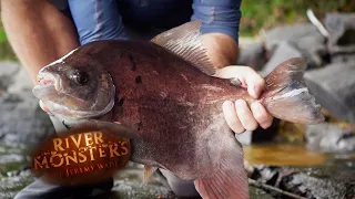 Living In The Rainforest | SPECIAL EPISODE | River Monsters