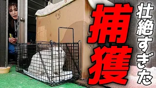 凶暴すぎる元ボス猫を捕獲！壮絶な攻防でした！[三毛母猫の旦那]