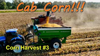We have Cab Corn!!!  Corn Harvest #3: (9/18/23)