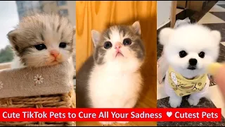 Cute TikTok Pets to Cure All Your Sadness  ♥ Cutest Pets