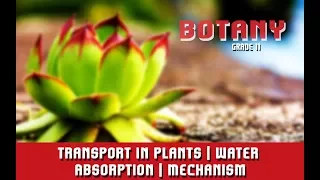 Transport In Plants | Water Absorption | Mechanism | Theories of Ascent of Sap | Section 3