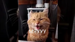 Кот поёт песню с хозяином