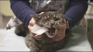 How To: Brush Your Cat's Teeth at Home