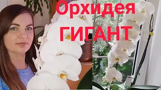 Отличительная черты/СУПЕР орхидея Сого Юкидан/Sogo Jukidian. Шикарное цветение. Лиодоро, дикий кот