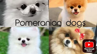 about Pomeranian dogs🦋#frypシ #aesthetic #trending #explorepage #pets #youtuber