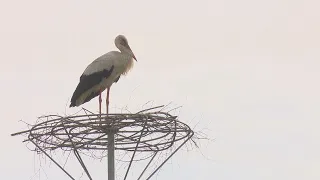 Bez komentāriem - pavasaris Salas novada Ošānu ciemā