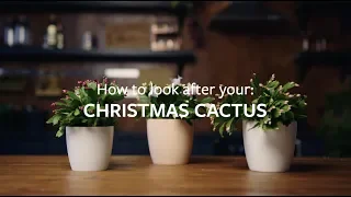 How to look after your Christmas Cactus | Grow at Home | RHS