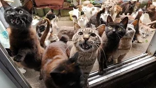 Самые смешные кошки 2015. Забавные кошки. Приколы с кошками. Funny videos,jokes,funny cats