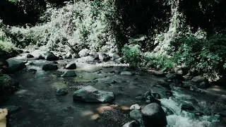 9 Hours of Relaxing River Sounds - Flowing Water and Forest Creek Ambience