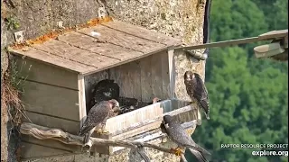 Great Spirit Bluff Falcons. Ode aan Newman. (explore.org 06.14.2023)