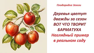 БАРМАТУХА творит чудеса/Как правильно кормить деревья №551/24