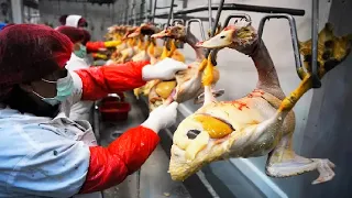 How Poultry Farming is Making Billions - and What You Can Learn from It. How Goose Farming Foie Gras