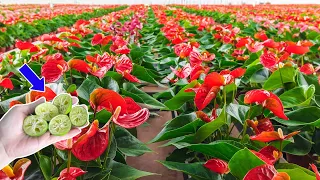 Don't put them in the trash.  Anthurium has many flowers and no pests | Natural Fertilizer