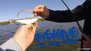 Fishing the Shad Spawn on Lake Guntersville