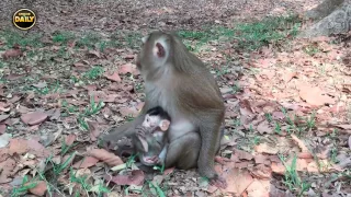 Favorite Fruits of Baby-Monkeys. [Angkor Daily Part 69]