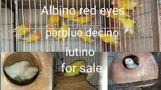 Albino red eyes decino parblue Lutino breeder pair for sale.