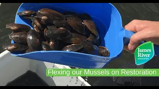 Flexing our Mussels on Restoration Webinar