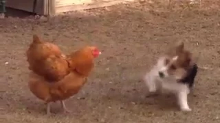 Утка спасает курицу! Угар! 😄😄😄