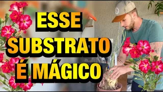 CONSEGUI a RECEITA do SUBSTRATO MÁGICO para ROSA DO DESERTO | Henrique Buttler