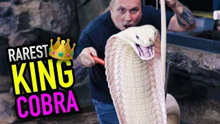 RAREST KING COBRA IN THE WORLD TRIES TO KILL ME!! | BRIAN BARCZYK