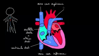 Circulation du sang dans le coeur