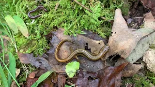 How to find Salamanders