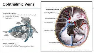 Orbit - Vascular Supply