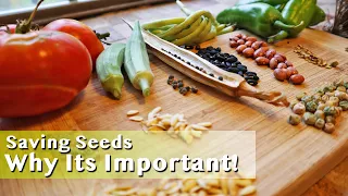 How To Save Vegetable Seeds For Next Season! You Must DO THIS As A Homesteader!