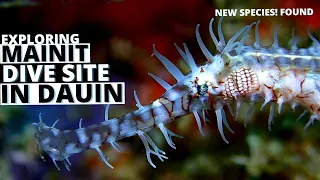 Searching for New Species in Mainit, Dauin | Project Nudibranch