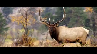 Rocky Mountain National Park - Elk Rut